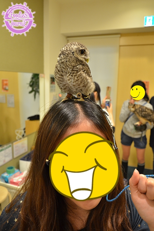owl 13