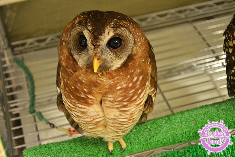 owl 15