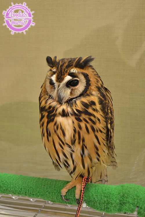 owl 16