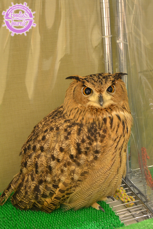 owl 19