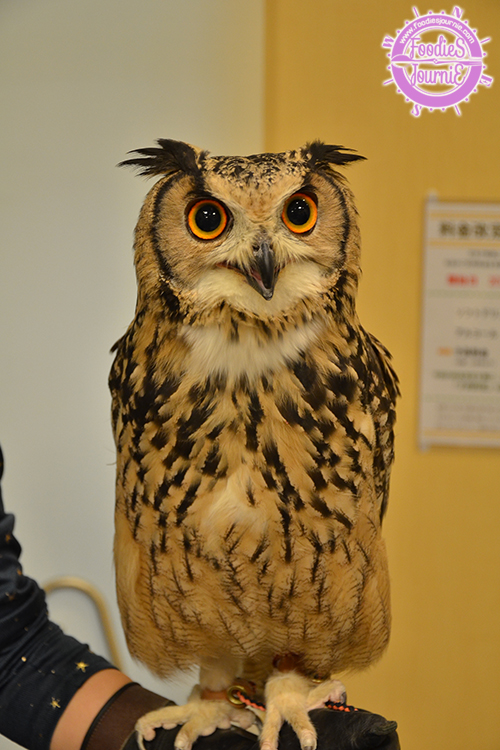 owl 8
